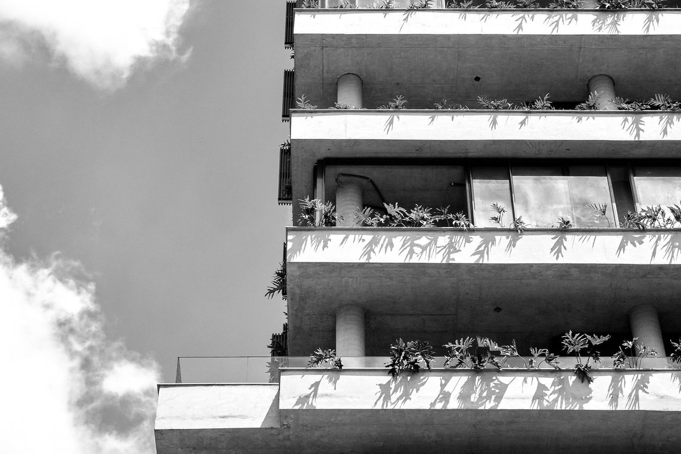 Will de Almeida + Petrikór